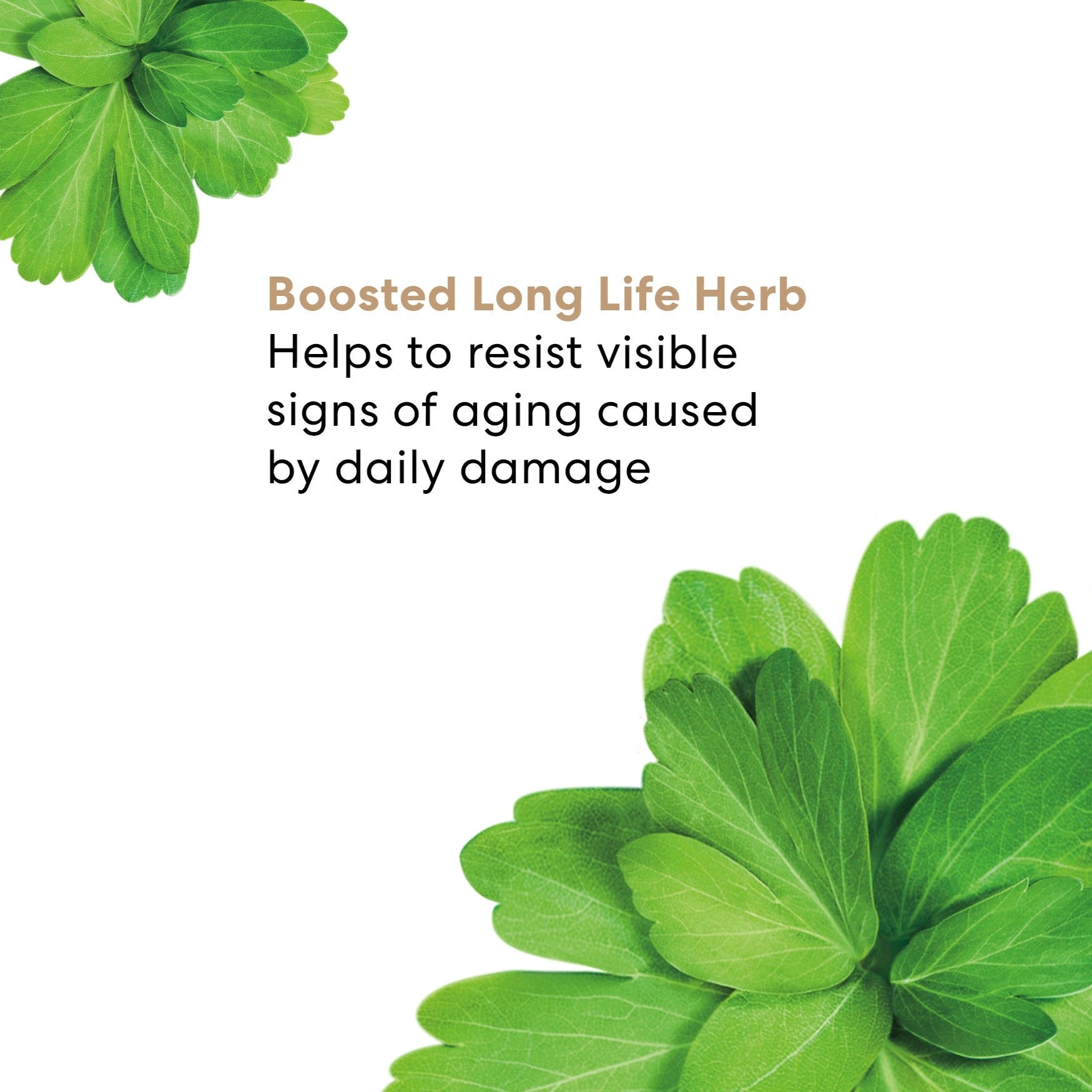 SKINLONGEVITY® Long Life Herb Night Treatment